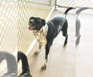 Annie - Female Border Kelpie Dog for Adoption - Photo #3