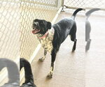 Small #2 Border Kelpie