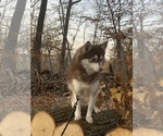 Small Photo #5 Alaskan Klee Kai-Pomsky Mix Puppy For Sale in STAPLES, MN, USA