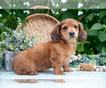 Small #3 Dachshund
