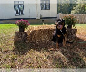 Rottweiler-Unknown Mix Dogs for adoption in Mooresville, NC, USA