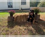 Small Photo #1 Rottweiler Puppy For Sale in Mooresville, NC, USA