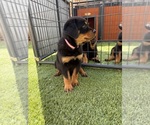 Puppy Peaches Rottweiler
