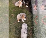 Small Photo #3 Aussie-Corgi Puppy For Sale in DONNELLSON, IA, USA