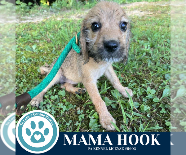 Medium Photo #5 Beagle-Unknown Mix Puppy For Sale in Kimberton, PA, USA
