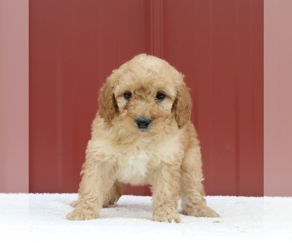 Medium Photo #1 Aussiedoodle Miniature  Puppy For Sale in FREDERICKSBURG, OH, USA