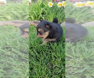 Pomeranian Puppy for sale in CHENEY, WA, USA