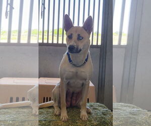 Siberian Husky-Unknown Mix Dogs for adoption in Chico, CA, USA