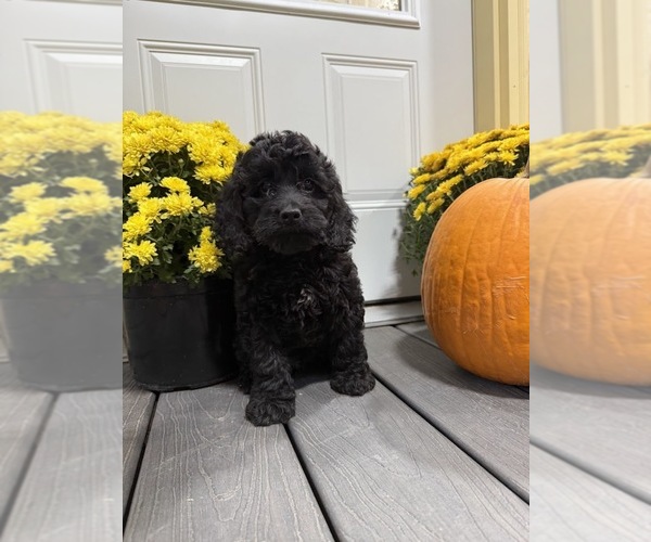 Medium Photo #1 Cockapoo Puppy For Sale in CALIFORNIA, MO, USA