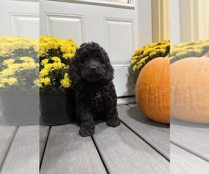 Cockapoo Puppy for sale in CALIFORNIA, MO, USA