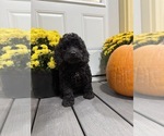 Small Cockapoo