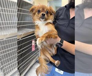 Chihuahua-Unknown Mix Dogs for adoption in San Antonio, TX, USA