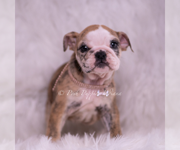 Medium Photo #5 Bulldog Puppy For Sale in WARSAW, IN, USA