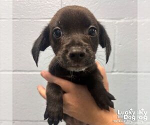 Medium Mutt
