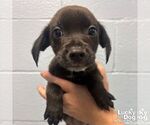 Small Mutt