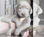 Small Photo #7 Labrador Retriever Puppy For Sale in OLYMPIA, WA, USA