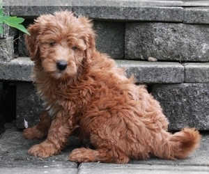 Goldendoodle (Miniature) Puppy for sale in FREDERICKSBURG, OH, USA