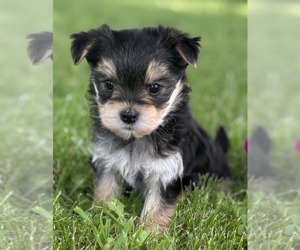Medium Photo #4 Morkie Puppy For Sale in ROCK STREAM, NY, USA