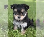 Small #3 Morkie
