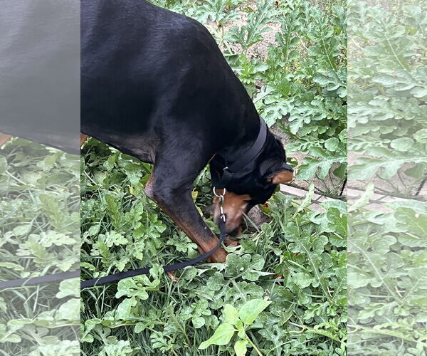 Medium Photo #9 Doberman Pinscher Puppy For Sale in Buffalo, MN, USA