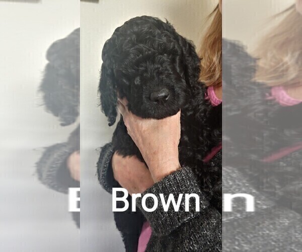 Medium Photo #2 Goldendoodle Puppy For Sale in DALLAS, OR, USA