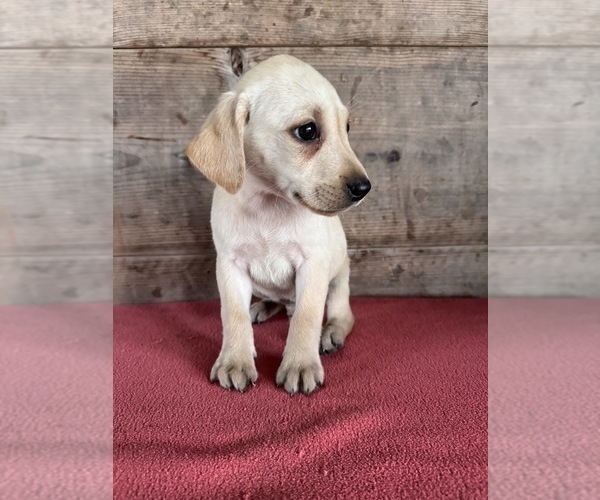 Medium Photo #3 Labrador Retriever Puppy For Sale in VERMONTVILLE, MI, USA