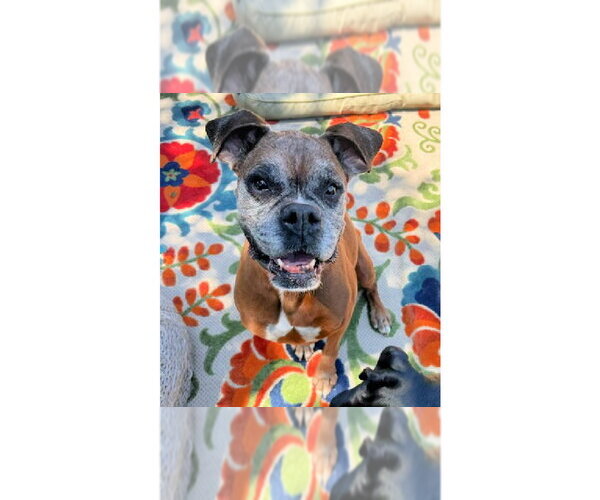 Medium Photo #1 Boxer Puppy For Sale in Austin, TX, USA