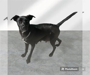 Labrador Retriever-Unknown Mix Dogs for adoption in Las Vegas, NV, USA