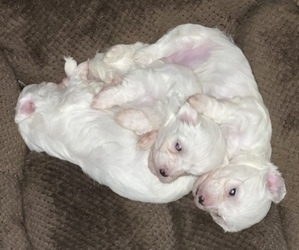 Maltese Puppy for Sale in NEWNAN, Georgia USA
