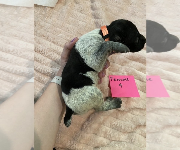 Medium Photo #3 German Shorthaired Pointer Puppy For Sale in OXFORD, FL, USA