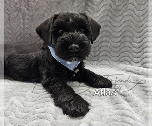 Medium Schnauzer (Miniature)