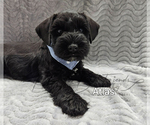 Small Schnauzer (Miniature)