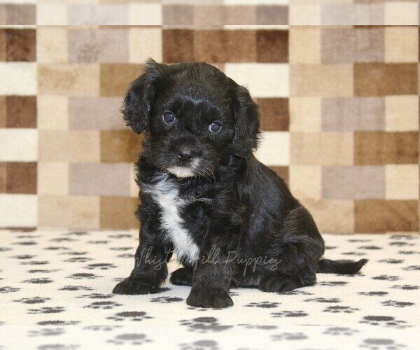 Medium Photo #4 Cavapoo (Miniature) Puppy For Sale in DENVER, PA, USA