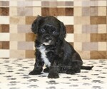 Small #3 Cavapoo (Miniature)