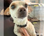 Colette - Female Chihuahua-Unknown Mix Dog for Adoption - Small photo