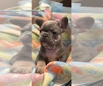 Puppy Puppy 3 grey French Bulldog
