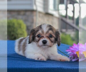 Medium Cavachon