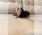 Small #8 English Bulldog