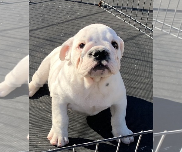 Medium Photo #9 English Bulldog Puppy For Sale in VICTORVILLE, CA, USA