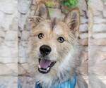 Small Mutt