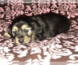 Dachshund Puppy for sale in SHERMAN, TX, USA