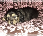 Small Photo #1 Dachshund Puppy For Sale in SHERMAN, TX, USA