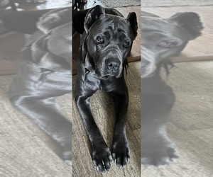 Mother of the Cane Corso puppies born on 02/19/2024