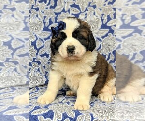 Saint Bernard Puppy for sale in DELTA, PA, USA