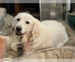 Small #2 Great Pyrenees Mix