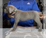 Small Photo #1 Cane Corso Puppy For Sale in MOUNT MORRIS, MI, USA