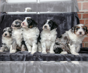 Aussiedoodle Miniature Litter for sale in ORRVILLE, OH, USA