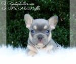 Small Photo #1 French Bulldog Puppy For Sale in CANTON, GA, USA