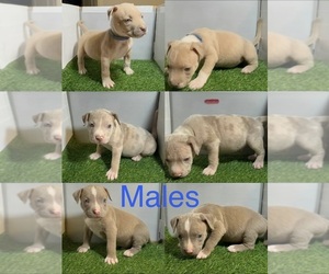 American Bully Puppy for sale in PERRIS, CA, USA