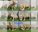 Small American Bully